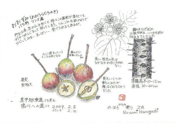 おおずみ 大酸実 食べられる すっぱい果実 植物画 ラディッシュスタイル 神戸の暮らしを楽しく快適節約生活