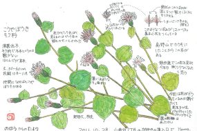 【植物画】こうやぼうき～万葉の時代から箒として使われていた～