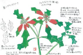 【植物画】ショウジョウソウ～夏にポインセチア？～