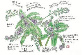 【植物画】かわぢしゃ～川に生えるレタス～