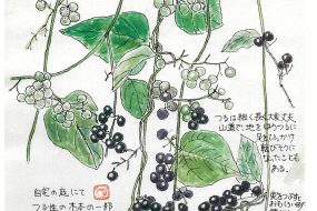 【植物画】あおつづらふじ～古くから生活用品に使われていたツタ～